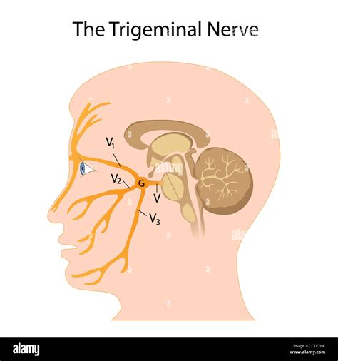 Trigeminal Nerve Anatomy