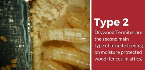 Drywood Termites Termites Termite Control Drywood Termites