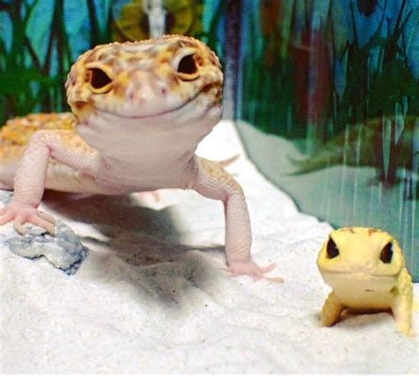 This Gecko Smiling With His Toy Gecko Is The Purest Thing Youll See