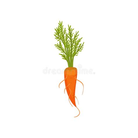 Carrot Plant Growth Stages Infographic Elements Growing Process Of