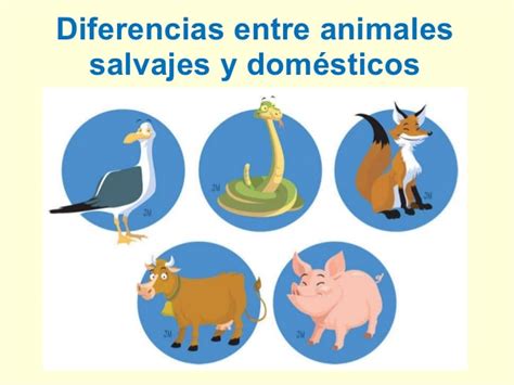 Diferencia Entre Animales Domesticos Y Salvajes
