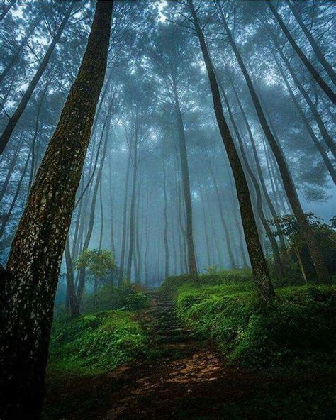 Pin By Mihir Roy On Beautiful Picture Picture Tree Nature Forest Photos