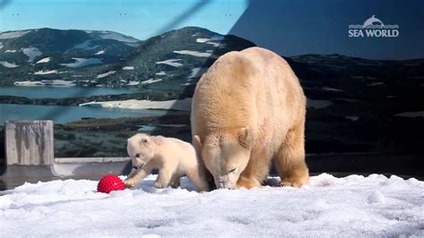 Polar Bear Cub In Cub Kindy Sea World Gold Coast Youtube
