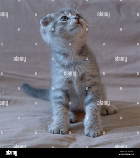 Curious Striped Scottish Fold Kitten Stock Photo Alamy