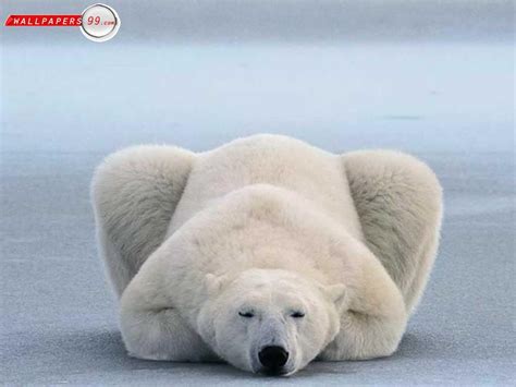 Funny Polar Bear Photos Funny Animals