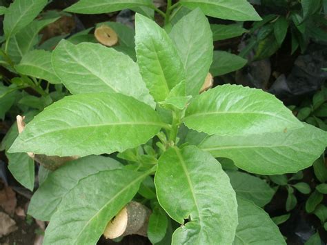 Kandungan asam lemak ini harus diolah dulu agar bisa dimanfaatkan oleh tanaman sebagai pupuk. Daun Ashitaba yang Penuh Manfaat Dalam Ramuan Minyak Kutus ...