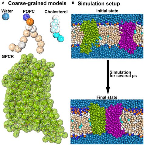 Coarse Grained Md Simulations A Several Molecules Are Shown As
