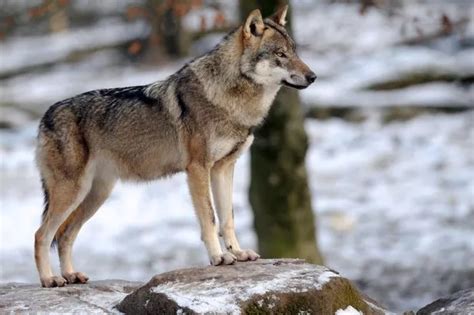 French Told Not To Fear Wolves Roaming Paris Streets As They Only Eat