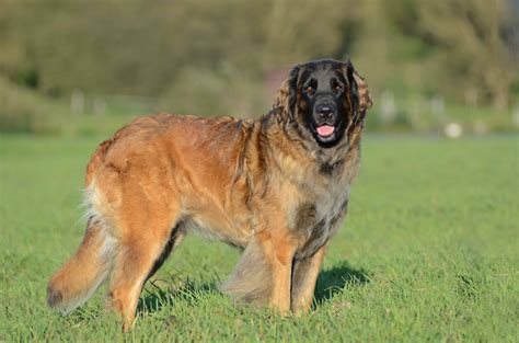 Leonbergers can come in different colors and build but all should have black masks and have a strong body that is still elegant and neither massive nor plump. Leonberger - SpockTheDog.com