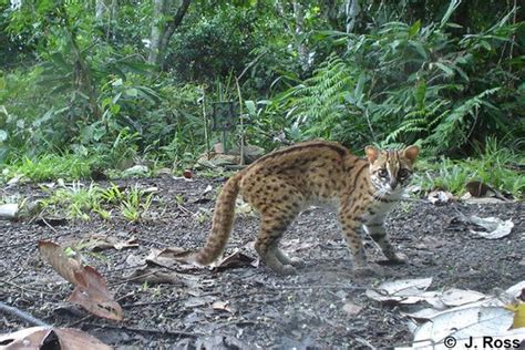 Ada beberapa jenis kucing hutan yang bisa kamu pelihara, seperti kucing hutan kalimantan karena sifat kucing hutan yang liar. Menyelamatkan Kucing Hutan (Macan Rembah) dari Kepunahan ...