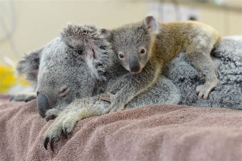 Bringing the most advanced smart contract features to our holders! Baby Koala Didn't Leave His Mother's Side In The Hospital ...