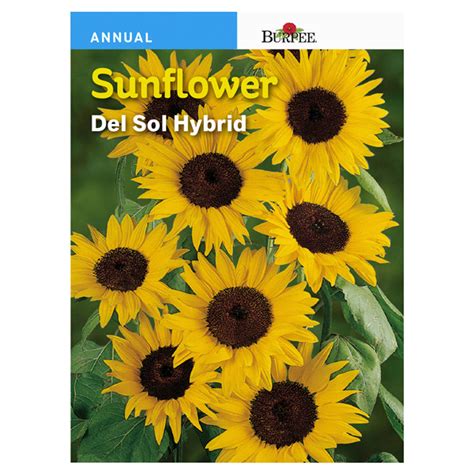 Burpee Sunflower Del Sol Hybrid Seeds 1 Ct Shipt