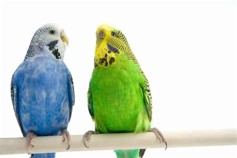 Blue Parakeets A Complete Guide Before You Get One Embora Pets