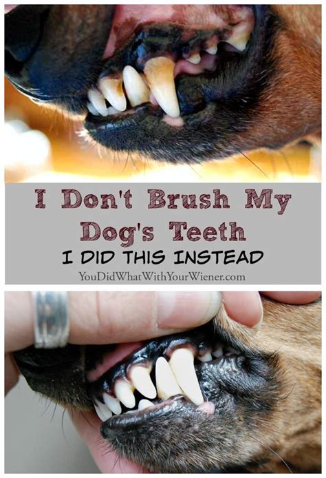 The most common disease in dogs is the deposition of tartar on the teeth, causing irritation, and inflammation of the gums around the base of the teeth leading to. 2465 best Shelties--The Best Dogs in the World! images on ...