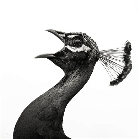 Birds In Black And White Christian Meermann Photography