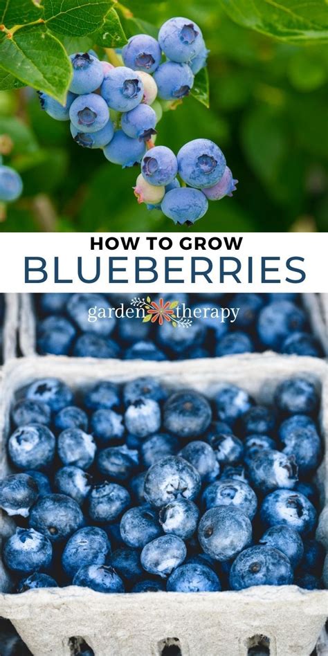 A Blueberry Bush Is Easy To Grow Taste Fabulous And Are Good For You