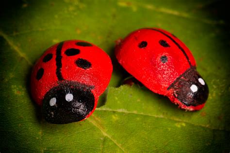 Macro Mondays Fake Fake Ladybugs Sitting On A Leaf Ralf St Flickr