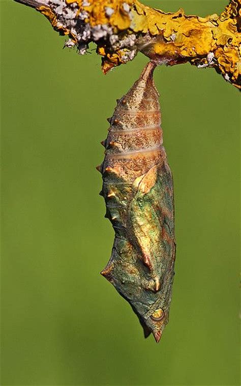 110 Chrysalis ~ Cocoons Ideas Cocoon Butterfly Chrysalis Butterfly Pupa