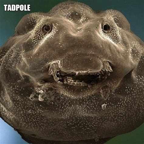 Weird Creatures Under A Microscope