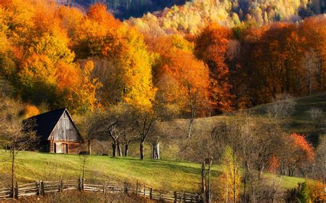 Wallpaper Trees Landscape Colorful Forest Fall Nature Grass