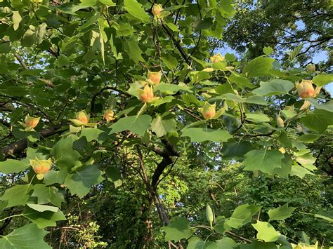 Tulip Poplar Blooming At A Rare Close Up View In West Fairmount Park
