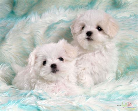 Cute Baby Puppy Wallpapers Top Free Cute Baby Puppy Backgrounds WallpaperAccess