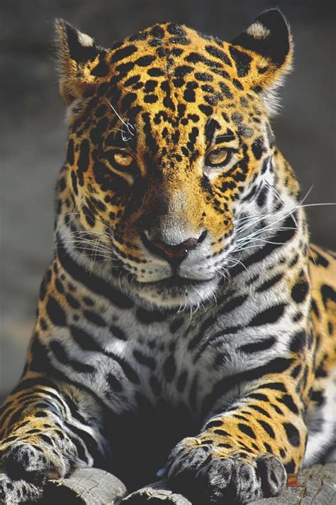 Visualechoessjaguar Tumblr Pics