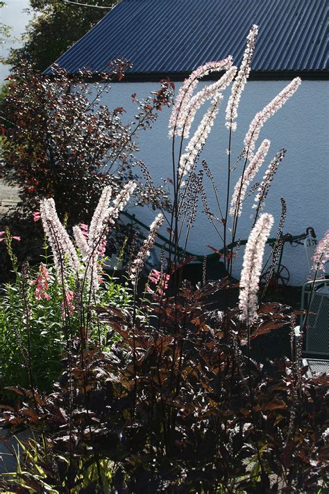Buy Actaea Simplex Atropurpurea Group Black Negligee A Garden
