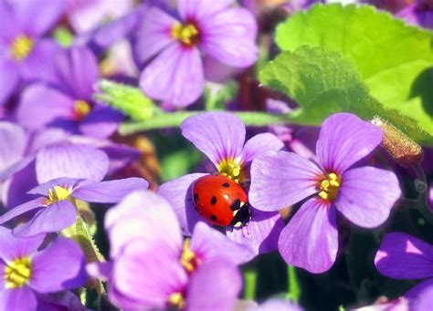 Wallpaper Flowers Ladybug Insect Hd Widescreen High Definition