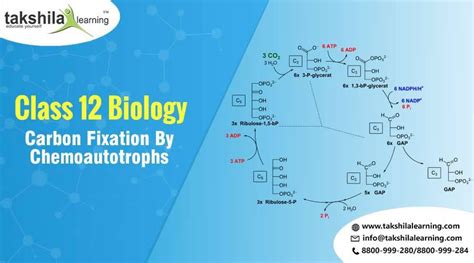 What Is Carbon Fixation By Chemoautotrophs Unit 10 Class 12 Biology