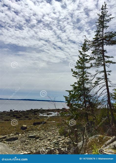 Pine Trees Rocks And Seaweed On Shore Line Of Ocean In Central Maine