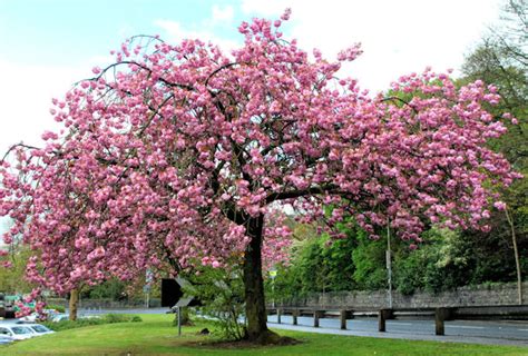 There are some richly flowering, colorful trees and shrubs for planting in u.s. Aspen Falls | Just another WordPress site