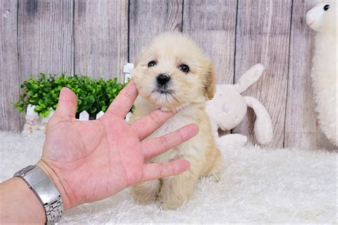 Maltipoo Puppies For Sale Orange County Ca 291328