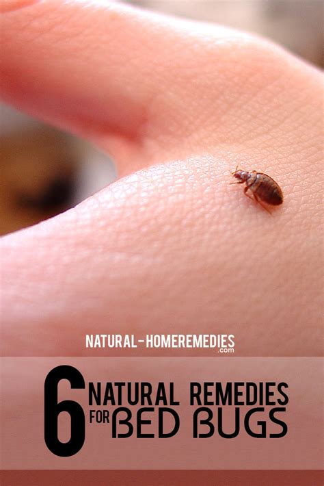 6 Natural Remedies For Bed Bugs Natural Home Remedies And Supplements
