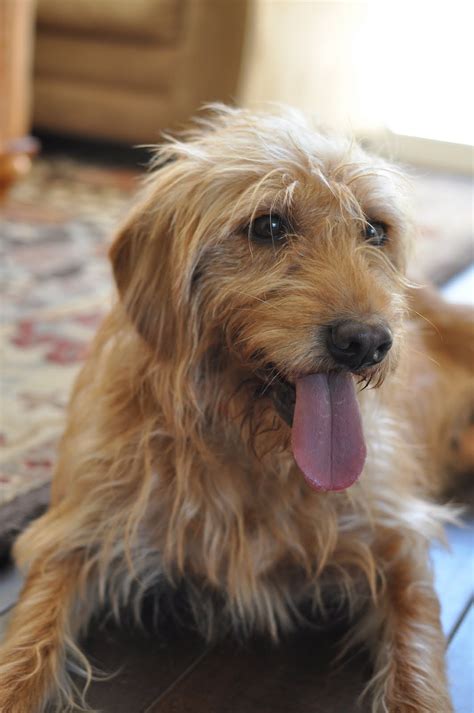 Some of the ohio labradoodle breeders on our list are members of both associations. Faithful Doodles: Now Accepting Deposits for F1B ...