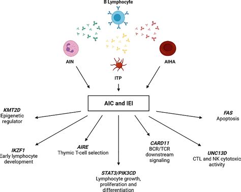 Frontiers Autoimmune Cytopenias And Dysregulated Immunophenotype Act