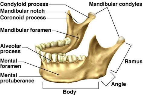 Alveolar Process Of Mandible