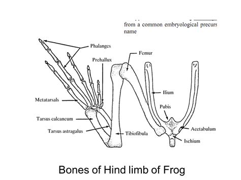 Comparative Zoology By Dr Vidhin Kamble B Sc I Study Of Skeleton