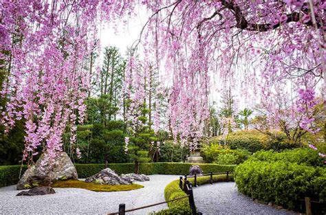 9 Traditional Japanese Plants For Your Garden Zen Garden Design Japanese Garden Design