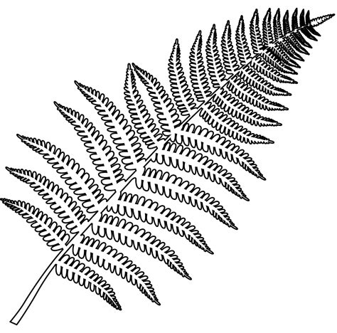 Fern Coloring Page Colouringpages