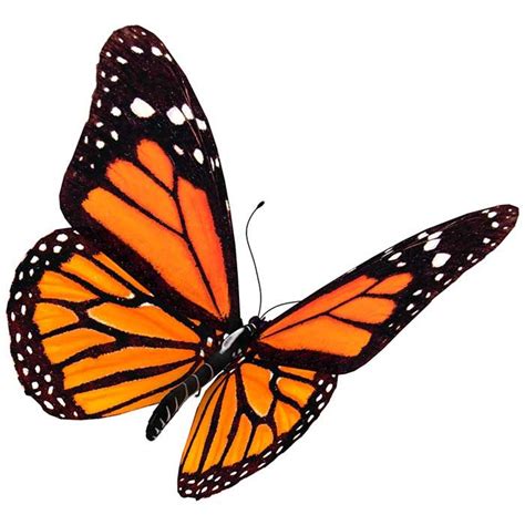 Mariposa Monarca | Mariposas monarca dibujo, Mariposas y Fotos de mariposas