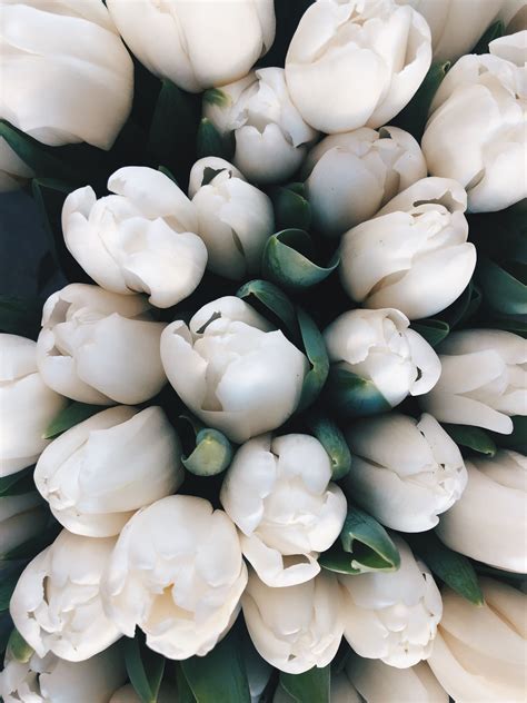 White Tulip Aesthetic References Mdqahtani