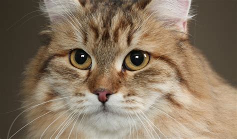 Siberian Cat Breed Information