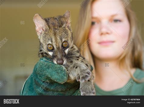 Spotted Genet Rescued Image And Photo Free Trial Bigstock