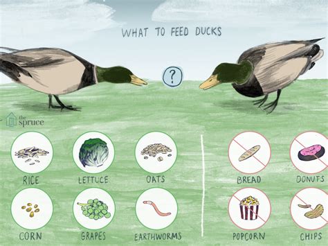 Is Feeding Bread To Ducks Bad For Them Bread Poster