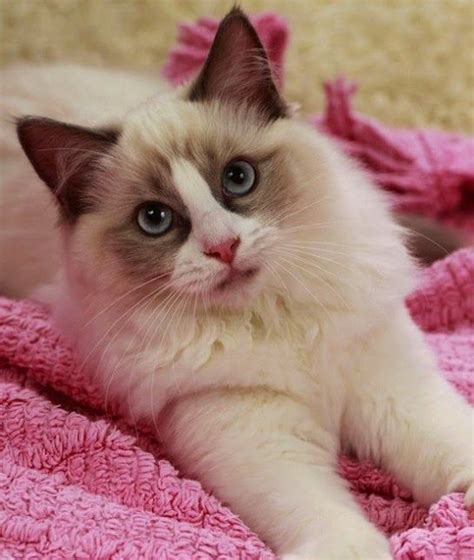 Pets We Love Top 10 Friendliest Cat Breeds Cute Cats Cat Breeds