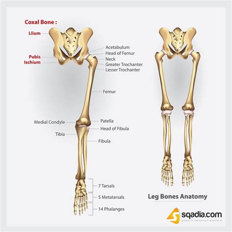 Leg Anatomy Human Anatomy Leg Anatomy Skeletal System Anatomy