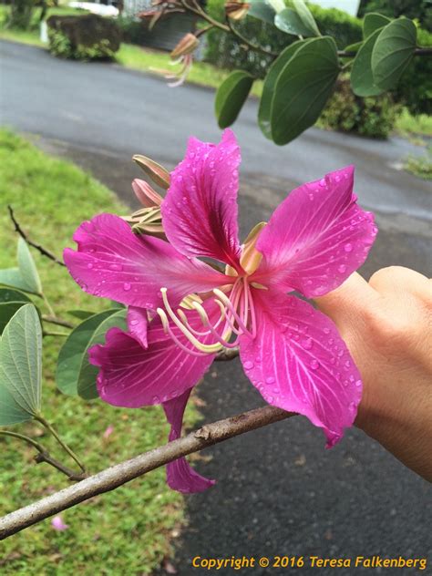 Big Island Hawaiian Adventure Flowers Of Hawaii