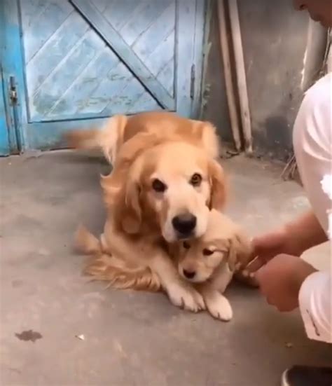 La Emocionante Reacción De Una Perra Cuando Intentan Quitarle A Su Cachorro