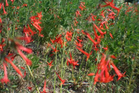 Some Red Flowers Are Growing In The Grass